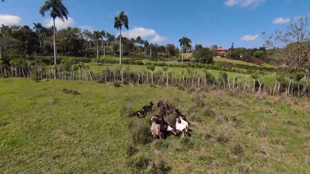 Image of cows grazing on a Dominican Republic farm for sale.