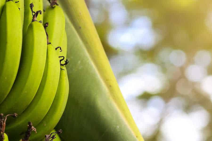 Image of a banana tree in the Dominican Republic