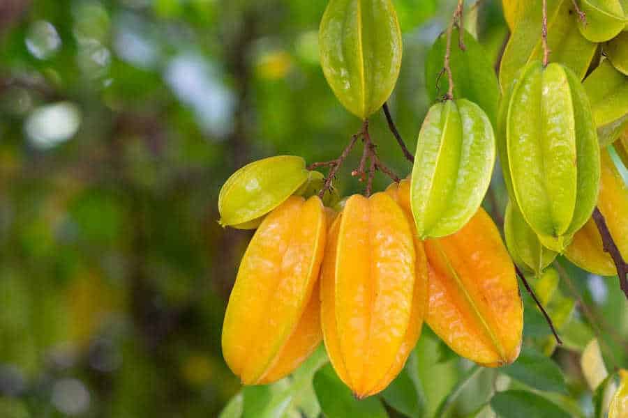 Picture of Carambola (Star Fruit) growing on a farm in the Dominican Republic