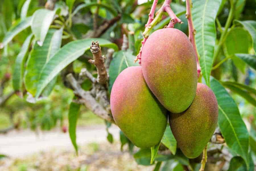 Image of ripe mangos growing on a farm in the Dominican Republic