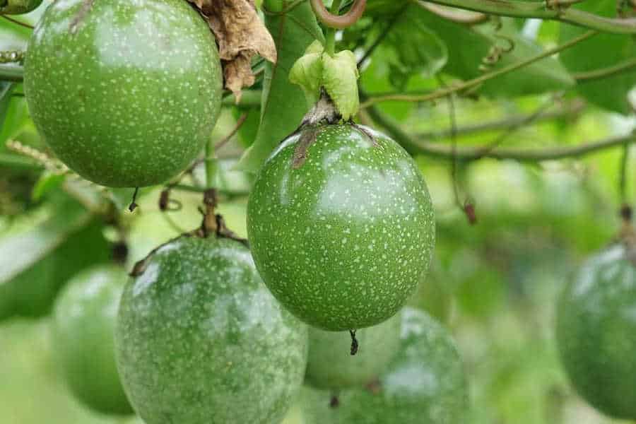 Image of passion fruit or chinola on a Farm in Dominican Republic